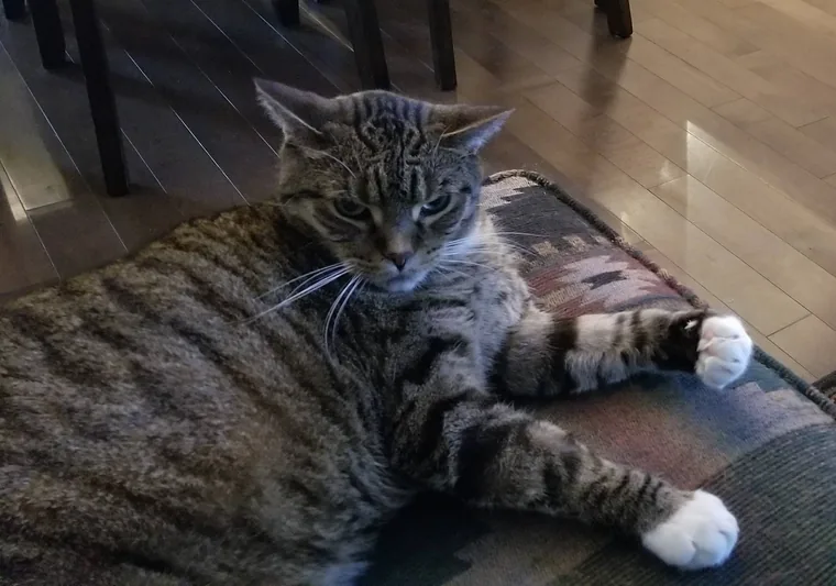 Ren, Chloe's cat